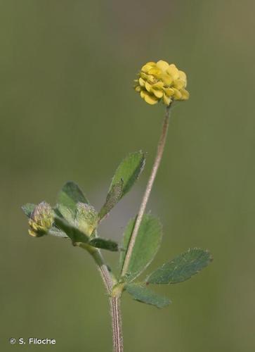 <i>Medicago lupulina</i> L., 1753 © S. Filoche