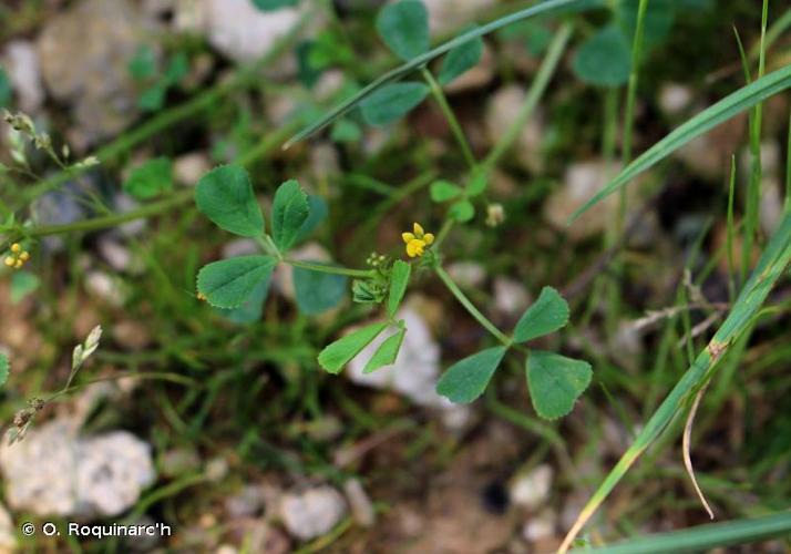 <i>Medicago polymorpha</i> L., 1753 © O. Roquinarc'h