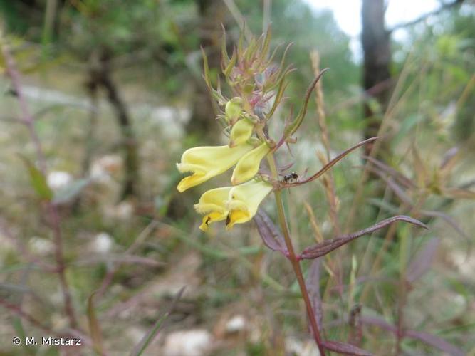 <i>Melampyrum pratense</i> L., 1753 © M. Mistarz