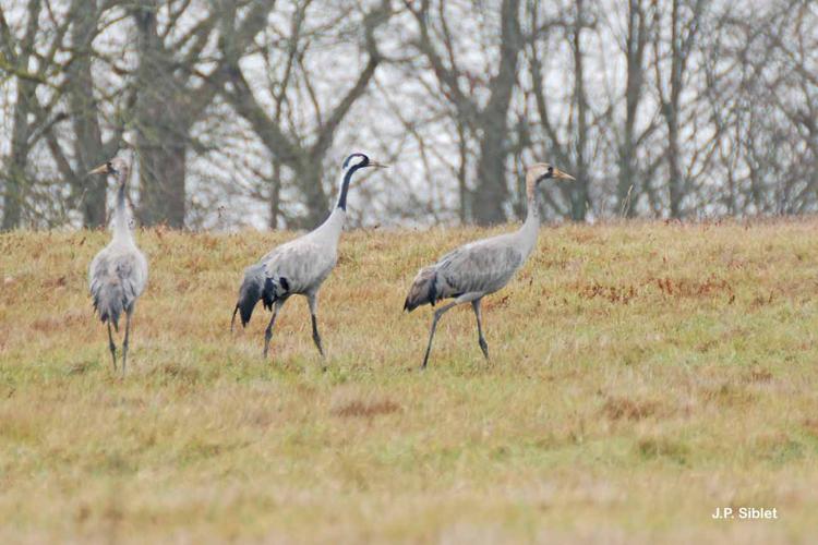 <i>Grus grus</i> (Linnaeus, 1758) © J.P. Siblet