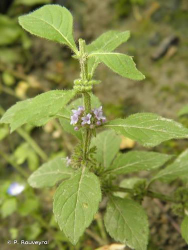 <i>Mentha arvensis</i> L., 1753 © P. Rouveyrol