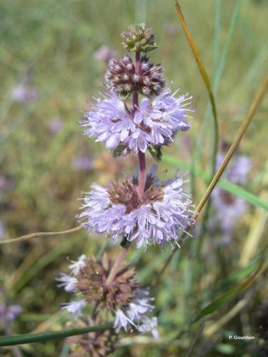 <i>Mentha pulegium</i> L., 1753 © P. Gourdain