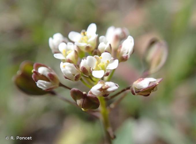 <i>Microthlaspi perfoliatum</i> (L.) F.K.Mey., 1973 © A.-H. Paradis & R. Poncet