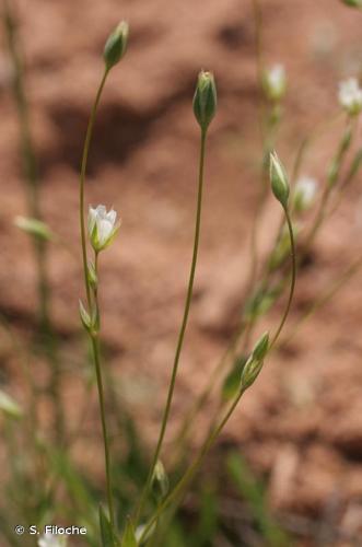 <i>Moenchia erecta</i> (L.) G.Gaertn., B.Mey. & Scherb., 1799 © S. Filoche