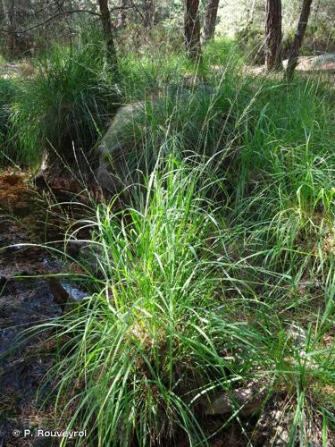 <i>Molinia caerulea</i> (L.) Moench, 1794 © P. Rouveyrol