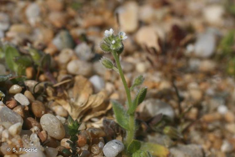 <i>Myosotis ramosissima</i> Rochel, 1814 © S. Filoche