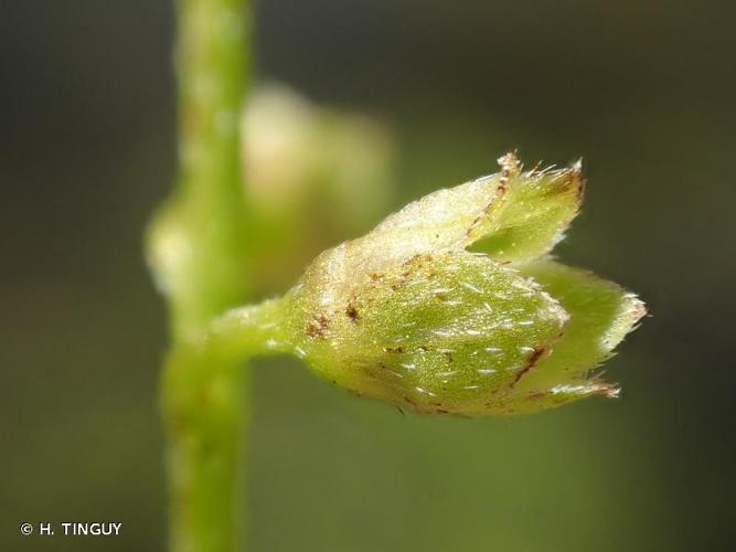 <i>Myosotis scorpioides</i> L., 1753 © H. TINGUY