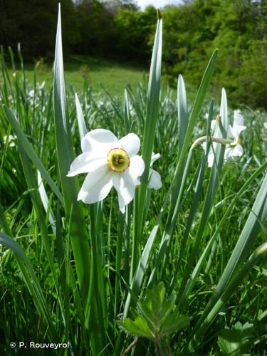 <i>Narcissus poeticus</i> L., 1753 © P. Rouveyrol