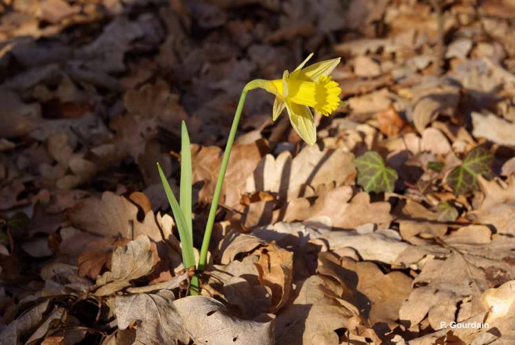 <i>Narcissus pseudonarcissus</i> L., 1753 © P. Gourdain