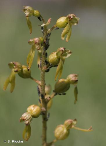 <i>Neottia ovata</i> (L.) Bluff & Fingerh., 1837 © S. Filoche