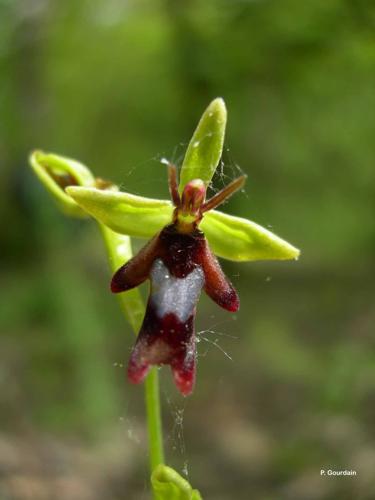 <i>Ophrys insectifera</i> L., 1753 © P. Gourdain
