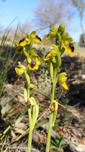 <i>Ophrys lutea</i> Cav., 1793 © A.-H. Paradis & R. Poncet