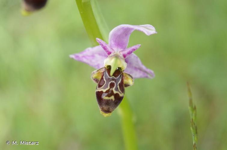 <i>Ophrys scolopax</i> Cav., 1793 © M. Mistarz