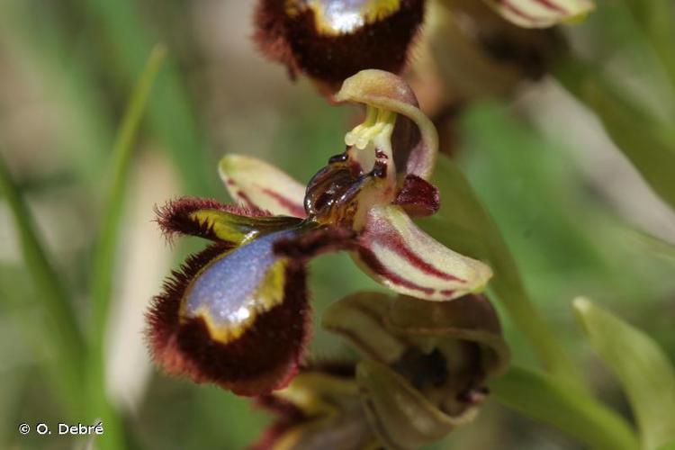 <i>Ophrys speculum</i> Link, 1799 © O. Debré