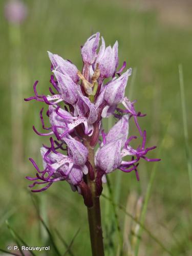 <i>Orchis simia</i> Lam., 1779 © P. Rouveyrol