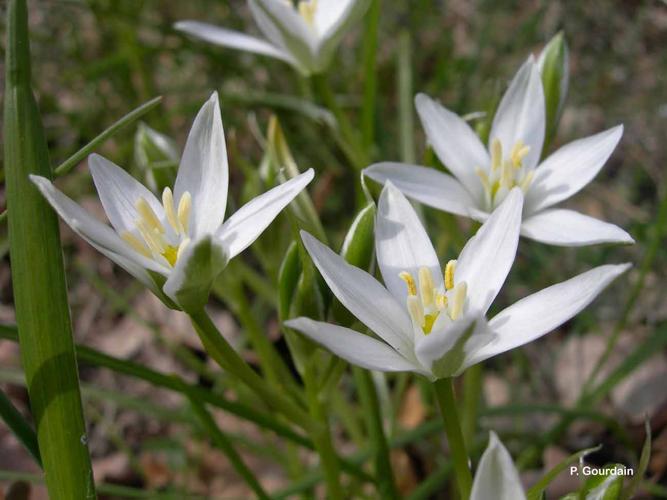 <i>Ornithogalum umbellatum</i> L., 1753 © P. Gourdain