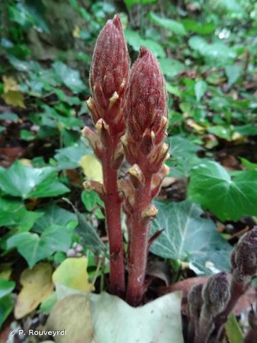 <i>Orobanche hederae</i> Vaucher ex Duby, 1828 © P. Rouveyrol