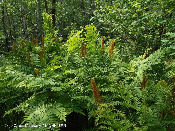 <i>Osmunda regalis</i> L., 1753 © J.-C. de Massary / MNHN-SPN