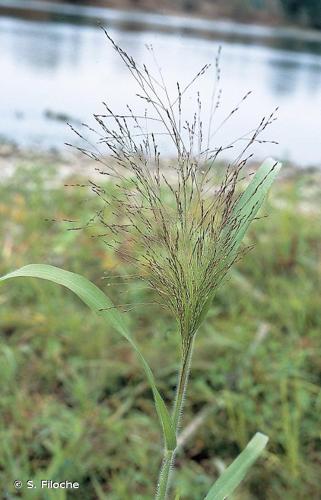 <i>Panicum capillare</i> L., 1753 © S. Filoche