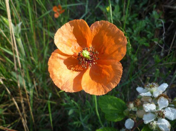 <i>Papaver dubium</i> L., 1753 © P. Gourdain