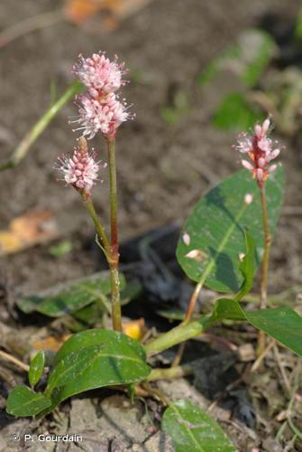 <i>Persicaria amphibia</i> (L.) Gray, 1821 © P. Gourdain