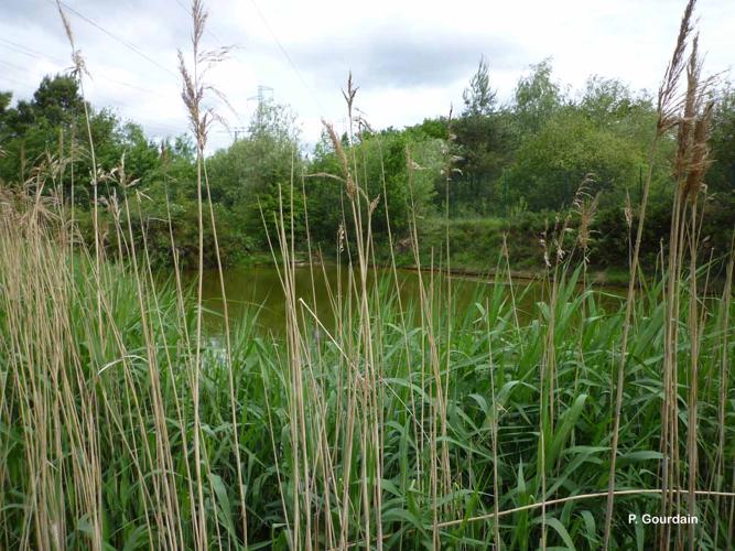 <i>Phragmites australis</i> (Cav.) Trin. ex Steud., 1840 © P. Gourdain