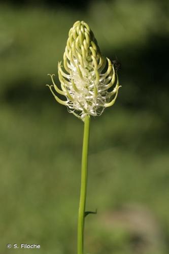 <i>Phyteuma spicatum</i> L., 1753 © S. Filoche