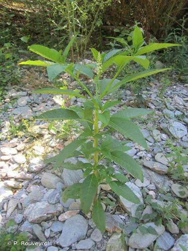 <i>Phytolacca americana</i> L., 1753 © P. Rouveyrol