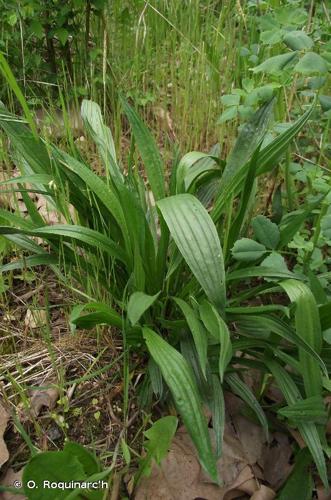 <i>Plantago lanceolata</i> L., 1753 © O. Roquinarc'h