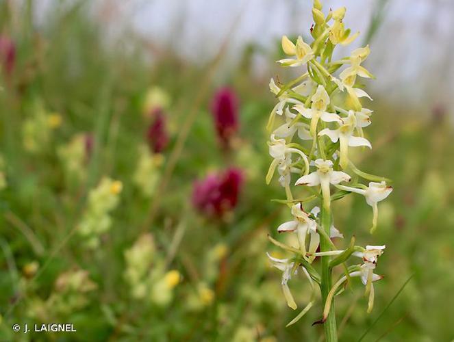 <i>Platanthera bifolia</i> (L.) Rich., 1817 © J. LAIGNEL