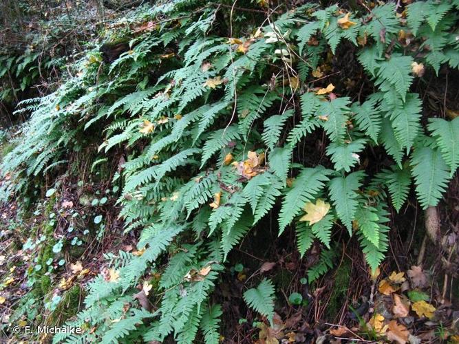 <i>Polypodium vulgare</i> L., 1753 © F. Michalke