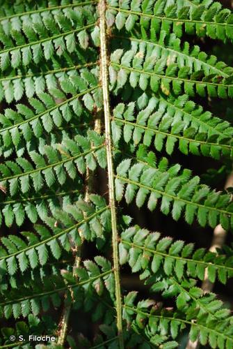 <i>Polystichum setiferum</i> (Forssk.) T.Moore ex Woyn., 1913 © S. Filoche