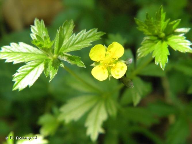 <i>Potentilla erecta</i> (L.) Raeusch., 1797 © P. Rouveyrol