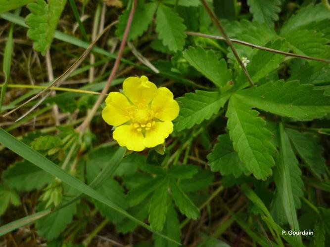 <i>Potentilla reptans</i> L., 1753 © P. Gourdain