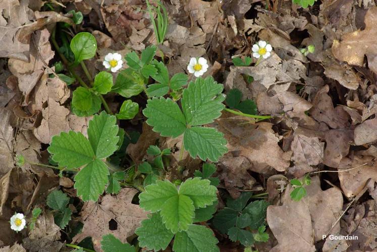 <i>Potentilla sterilis</i> (L.) Garcke, 1856 © P. Gourdain