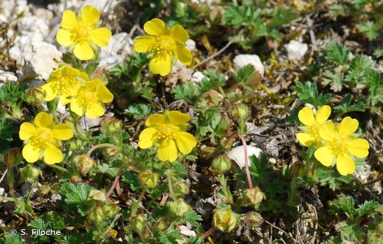 <i>Potentilla verna</i> L., 1753 © S. Filoche