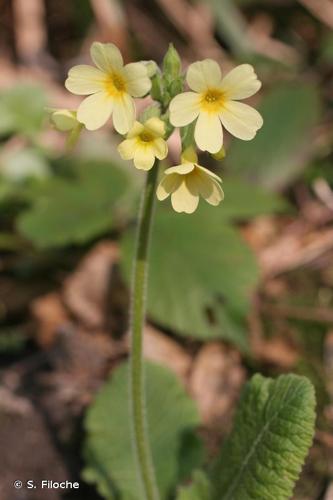 <i>Primula elatior</i> (L.) Hill, 1765 © S. Filoche