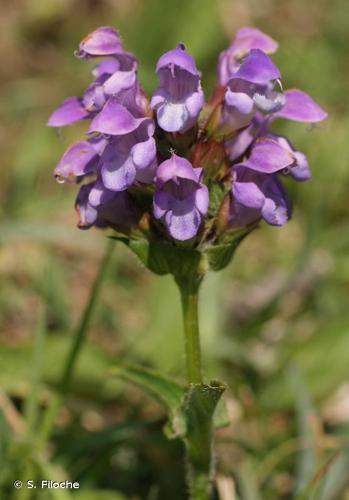 <i>Prunella grandiflora</i> (L.) Scholler, 1775 © S. Filoche