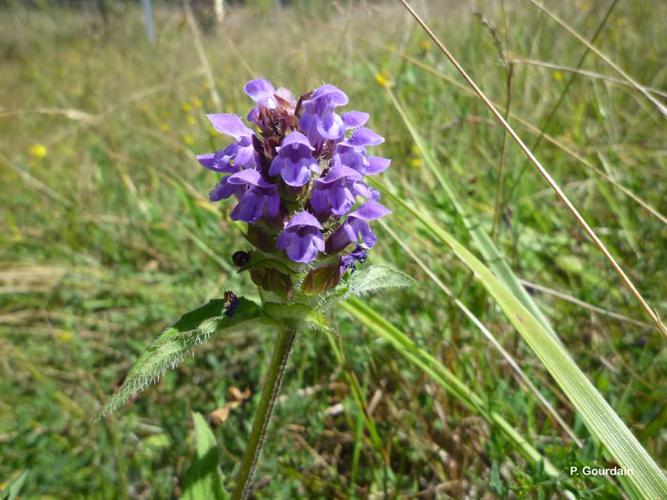 <i>Prunella vulgaris</i> L., 1753 © P. Gourdain