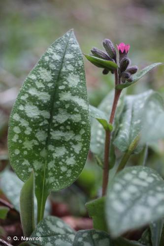 <i>Pulmonaria affinis</i> Jord., 1854 © O. Nawrot