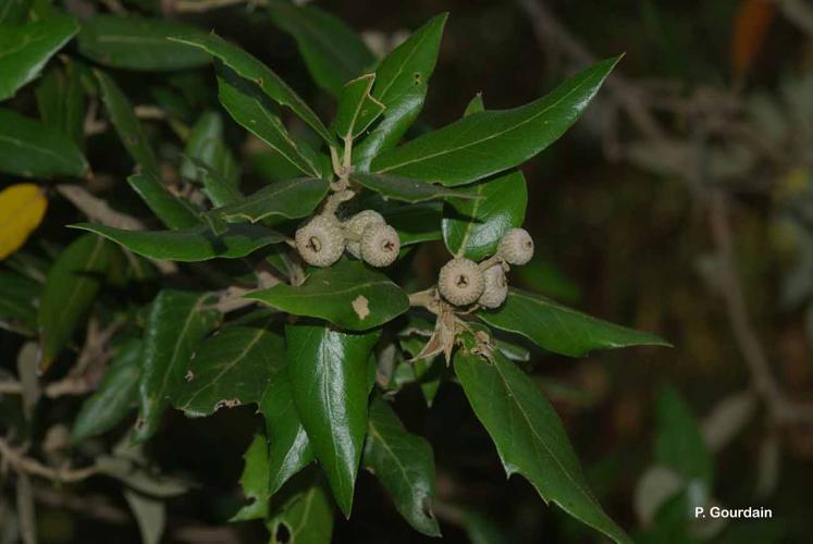 <i>Quercus ilex</i> L., 1753 © P. Gourdain