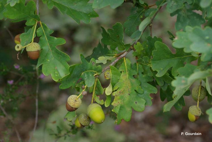 <i>Quercus robur</i> L., 1753 © P. Gourdain