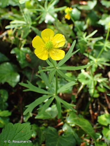 <i>Ranunculus auricomus</i> L., 1753 © O. Roquinarc'h