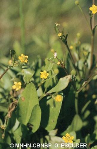 <i>Ranunculus ophioglossifolius</i> Vill., 1789 © MNHN-CBNBP O. Escuder