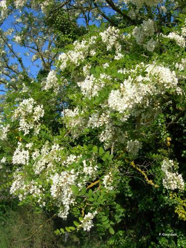 <i>Robinia pseudoacacia</i> L., 1753 © P. Gourdain