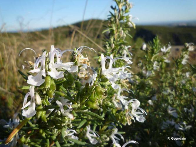 <i>Rosmarinus officinalis</i> L., 1753 © P. Gourdain