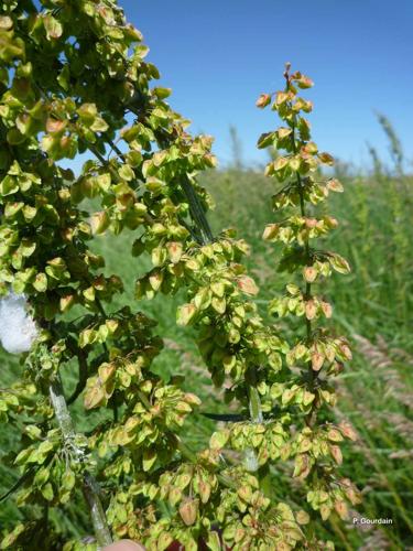 <i>Rumex crispus</i> L., 1753 © P. Gourdain