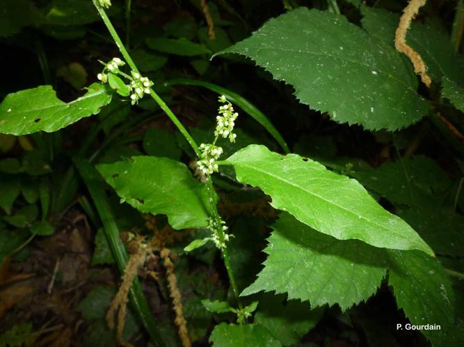 <i>Rumex sanguineus</i> L., 1753 © P. Gourdain