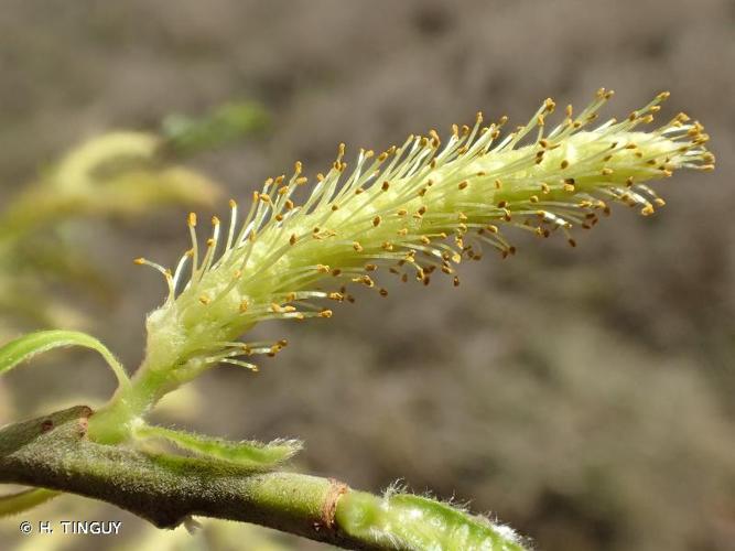 <i>Salix alba</i> L., 1753 © H. TINGUY