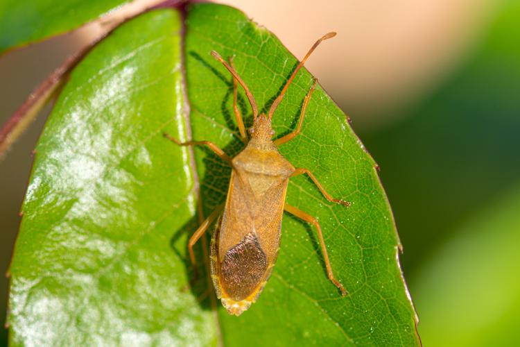 Gonocerus acuteangulatus © Romain Baghi